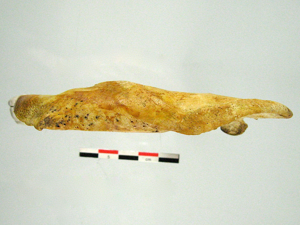 Mandibule inferieur