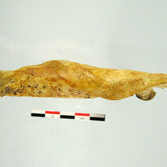 Mandibule inferieur (17786 visites) Mandibule inferieur