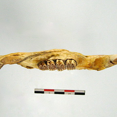 Mandibule superieur (18039 visites) Mandibule superieur