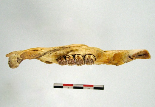 Mandibule superieur (18026 visites) Mandibule superieur
