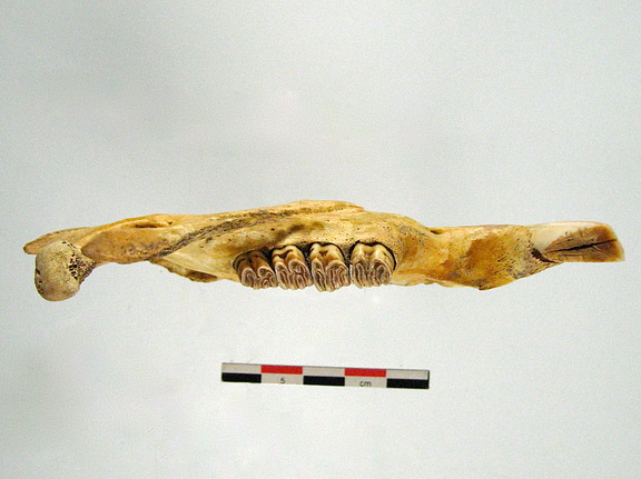 Mandibule superieur (18045 visites) Mandibule superieur