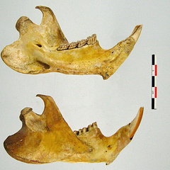 Mandibules laterale mesiale (17110 visites) Mandibules laterale mesiale
