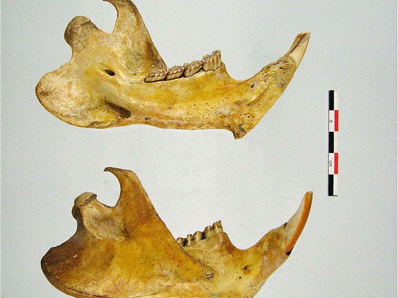 Mandibules laterale mesiale (17116 visites) Mandibules laterale mesiale