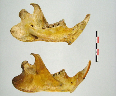 Mandibules laterale mesiale