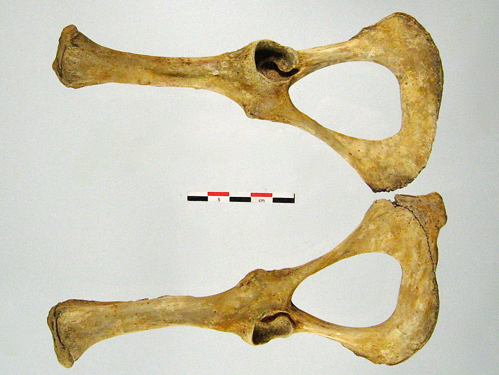 Os coxaux inf 01 (14304 visites) Os coxaux inf 01