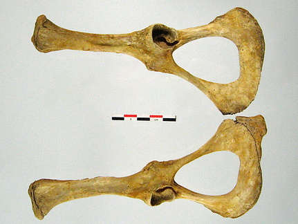 Os coxaux inf 01 (14308 visites) Os coxaux inf 01