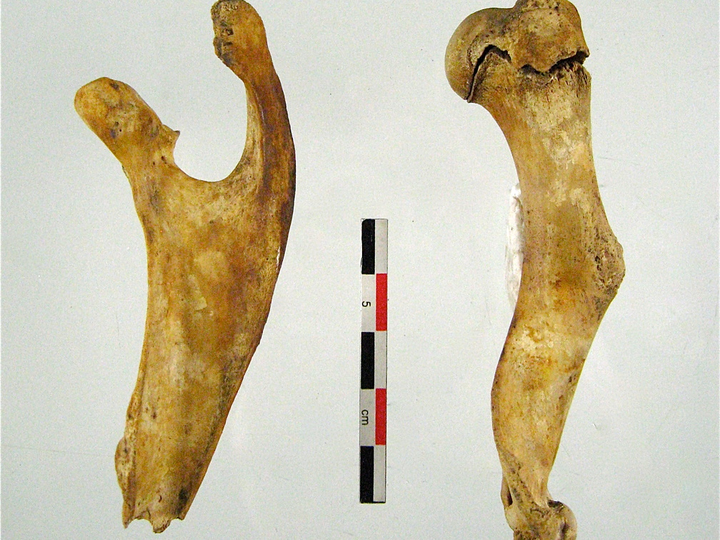 Scapula Humerus