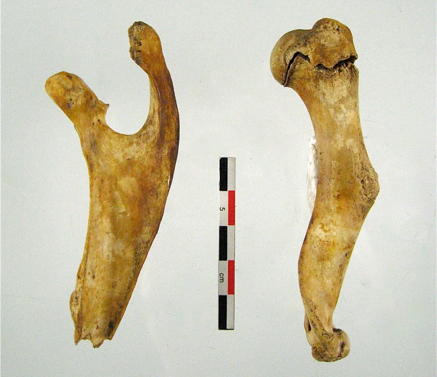 Scapula Humerus