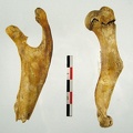 Scapula_Humerus.jpg