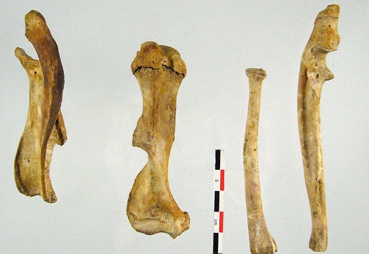 Scapula Humerus Radius Ulna 01