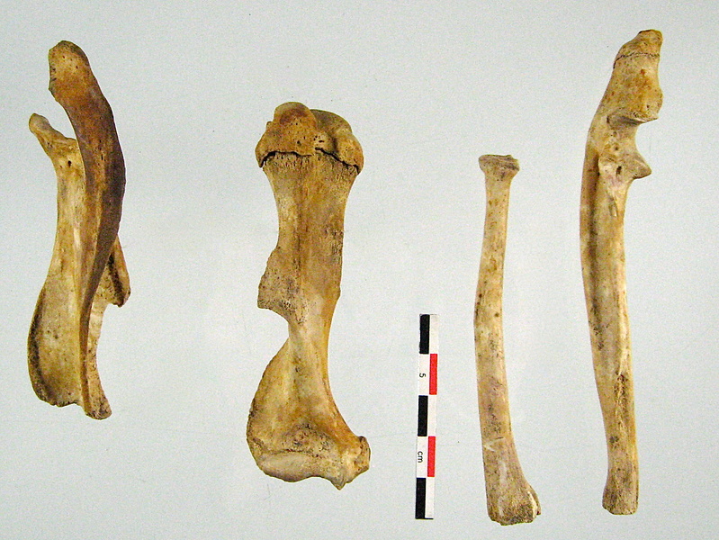 Scapula Humerus Radius Ulna 01 (16385 visites) Scapula Humerus Radius Ulna 01
