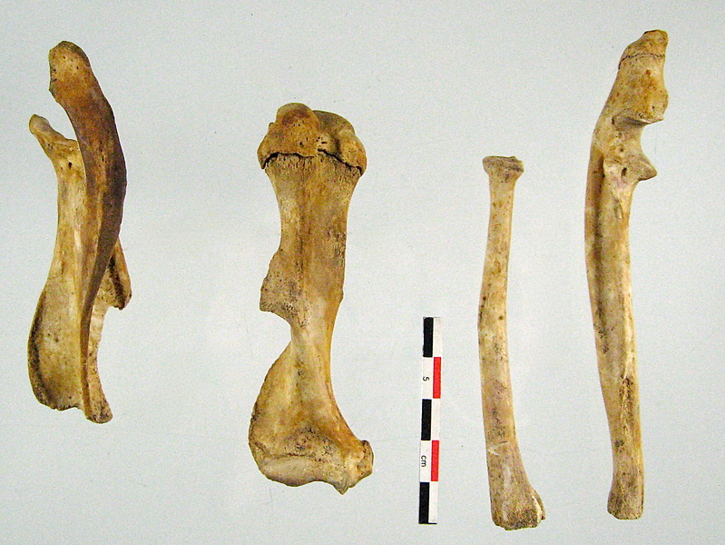 Scapula Humerus Radius Ulna 01