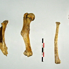 Scapula Humerus Radius Ulna 02 (16400 visites) Scapula Humerus Radius Ulna 02