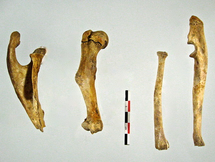 Scapula Humerus Radius Ulna 02