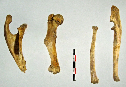 Scapula Humerus Radius Ulna 02 (16396 visites) Scapula Humerus Radius Ulna 02