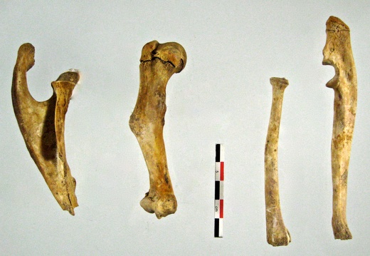 Scapula Humerus Radius Ulna 02