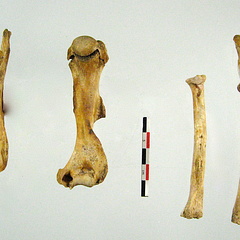 Scapula Humerus Radius Ulna 03 (16443 visites) Scapula Humerus Radius Ulna 03