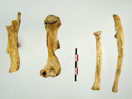 Scapula Humerus Radius Ulna 03