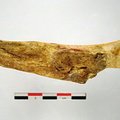 Os coxal ilium mesial (15888 visits) Os coxal ilium mesial