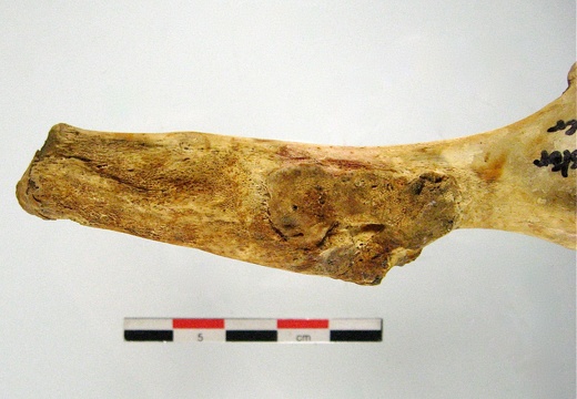 Os coxal ilium mesial (15867 visitas) Os coxal ilium mesial