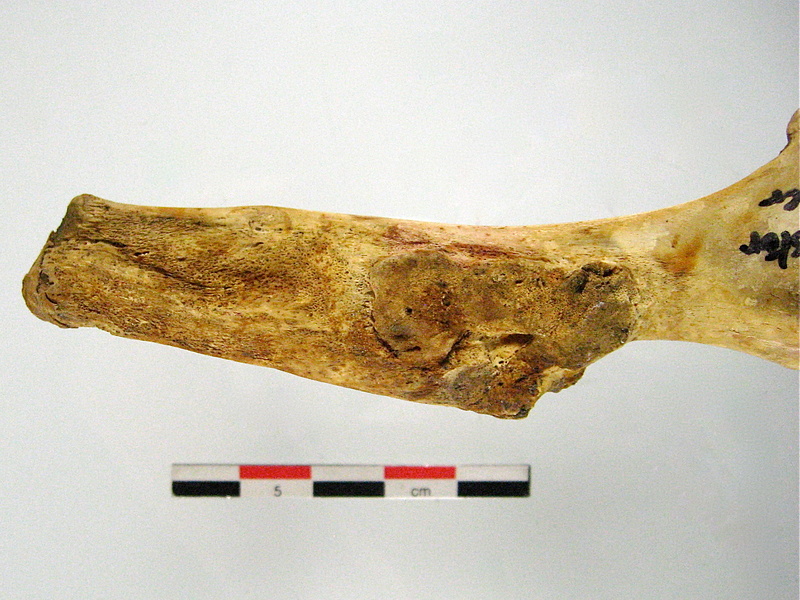 Os coxal ilium mesial (15878 visitas) Os coxal ilium mesial