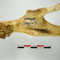 Os coxal acetabulum mesial (17720 visits) Os coxal acetabulum mesial