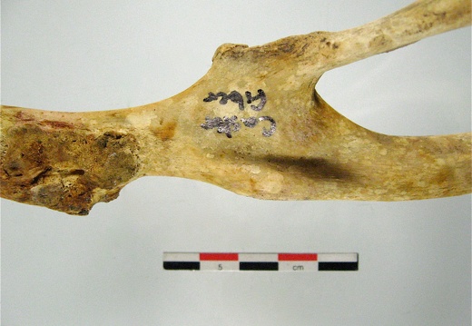 Os coxal acetabulum mesial (17711 visitas) Os coxal acetabulum mesial
