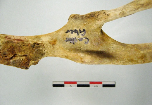 Os coxal acetabulum mesial