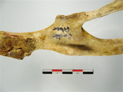 Os coxal acetabulum mesial