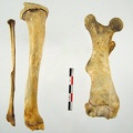 Femur Tibia Fibula (19703 visits) Femur Tibia Fibula