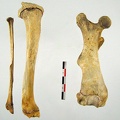 Femur Tibia Fibula