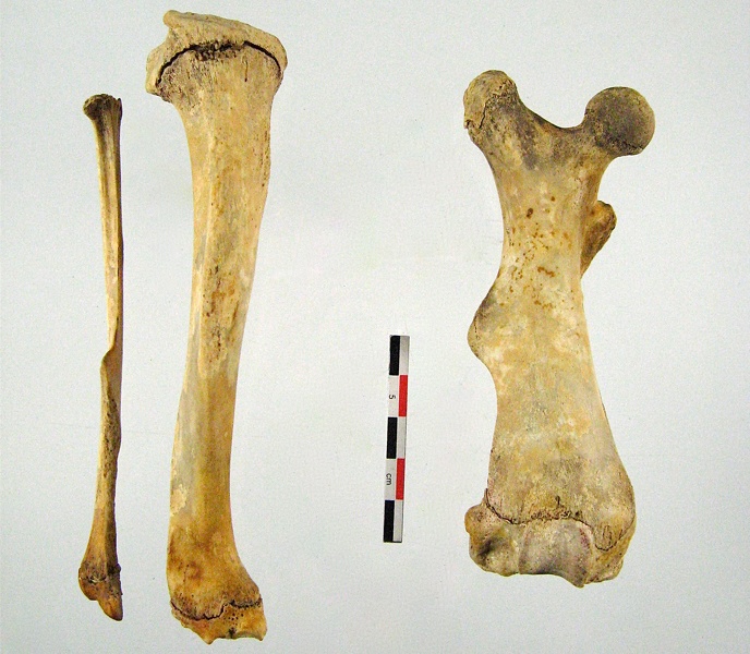 Femur_Tibia_Fibula.jpg