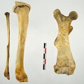 Femur Tibia Fibula