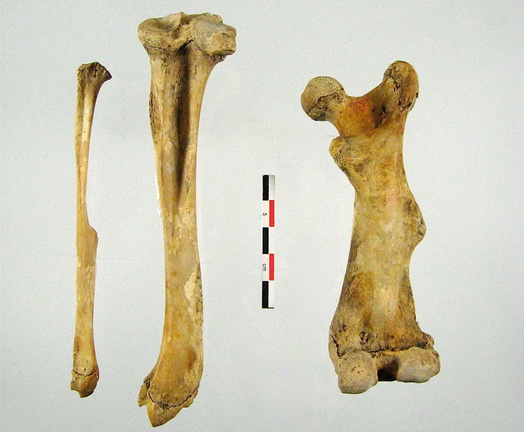 Femur anterieur