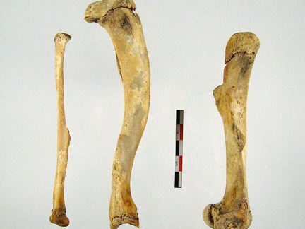 Femur Tibia Fibula mesial