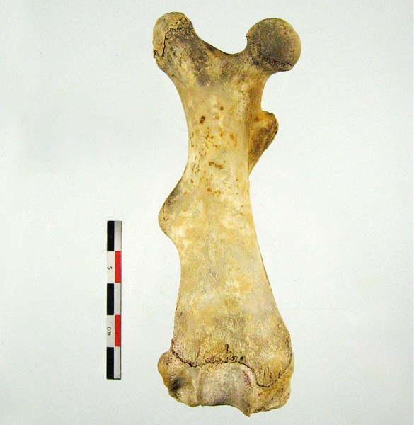 Femur_Tibia_Fibula_posterieur.jpg