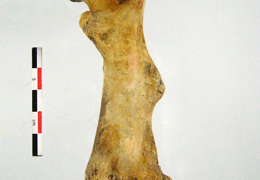 Tibia Fibula lateral 01 (14301 visites) Tibia Fibula lateral 01