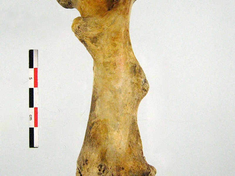 Tibia Fibula lateral 01 (14331 visites) Tibia Fibula lateral 01
