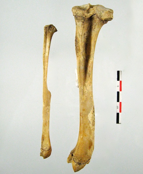 Femur_Tibia_Fibula_lateral.jpg