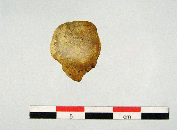 Patella posterieur