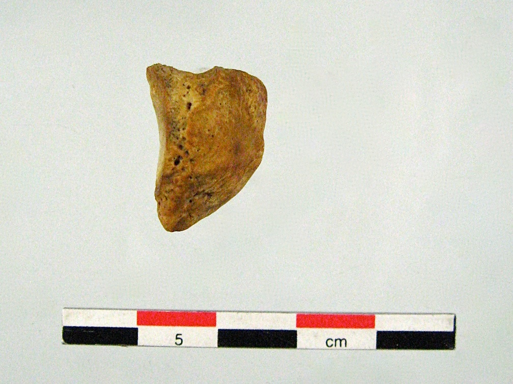Patella lateral D (16287 visites) Patella lateral D