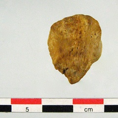 Patella anterieur (13221 visites) Patella anterieur