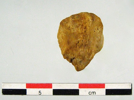Patella anterieur (13213 visites) Patella anterieur