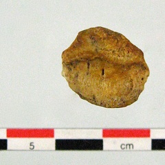 Patella superieur (18647 visites) Patella superieur