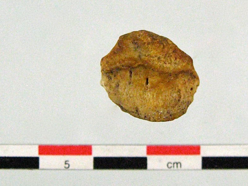 Patella superieur (18624 visites) Patella superieur