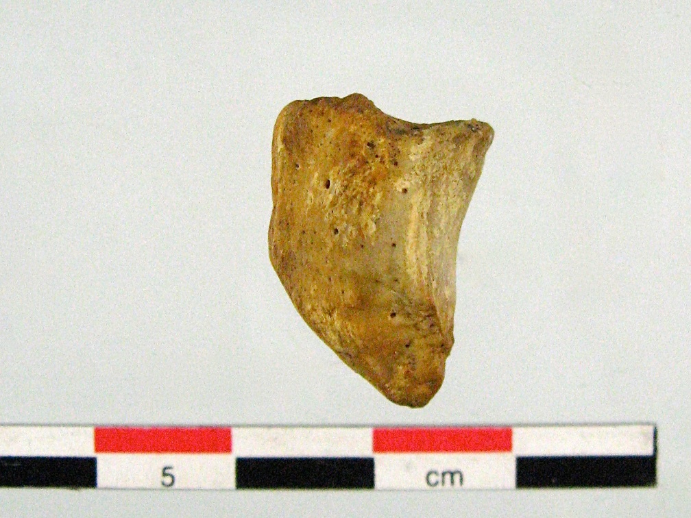 Patella lateral G (18841 visites) Patella lateral G