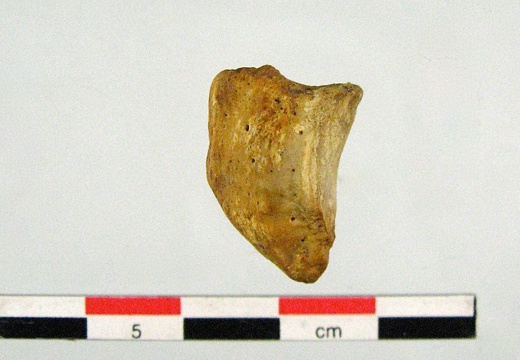 Patella lateral G (18824 visites) Patella lateral G