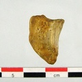 Patella lateral G (36768 visites) Patella lateral G