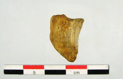 Patella lateral G
