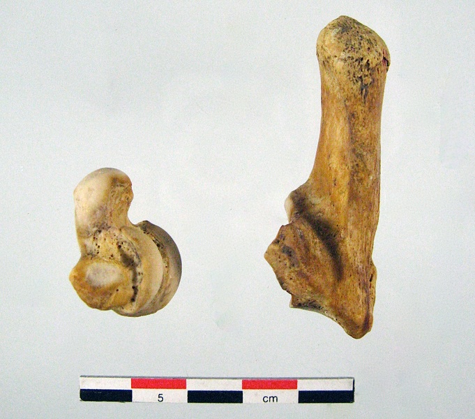 Tarses_Calcaneum_Talus_02.jpg